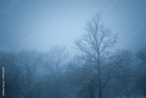Cold winter landscape with trees surrounded by fog and snow