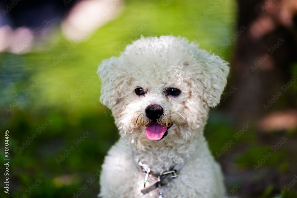 bichon in the park