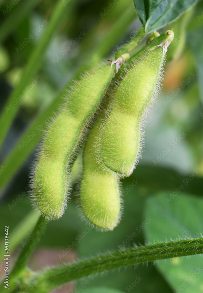 Fototapeta premium 畑の枝豆