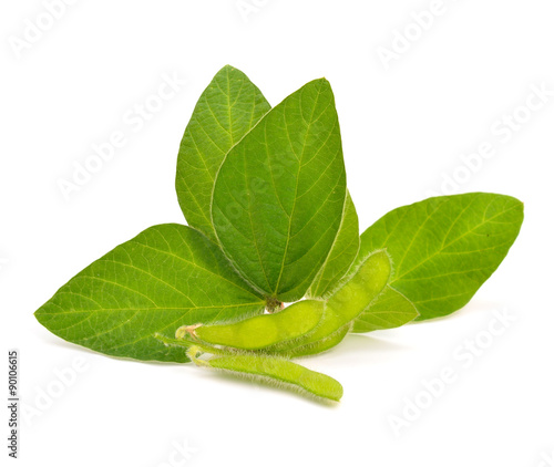 Green soy pods with leaves.