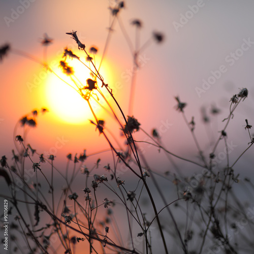 Dry flowers on a background sunset