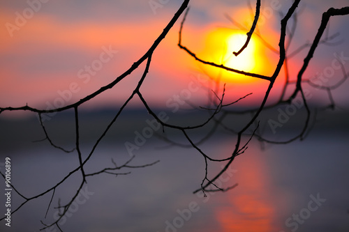 leafless branch of tree at sunset