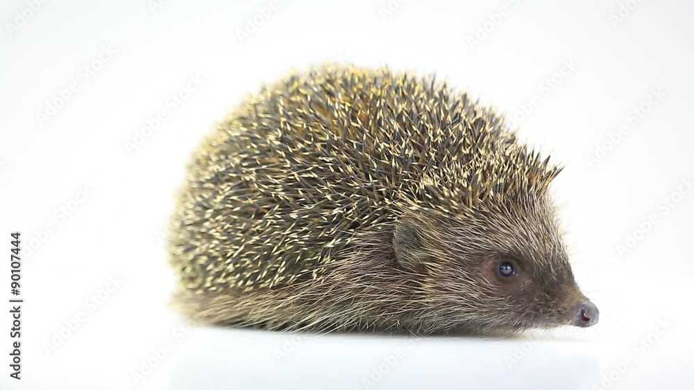 hedgehog white background hedgehog white background