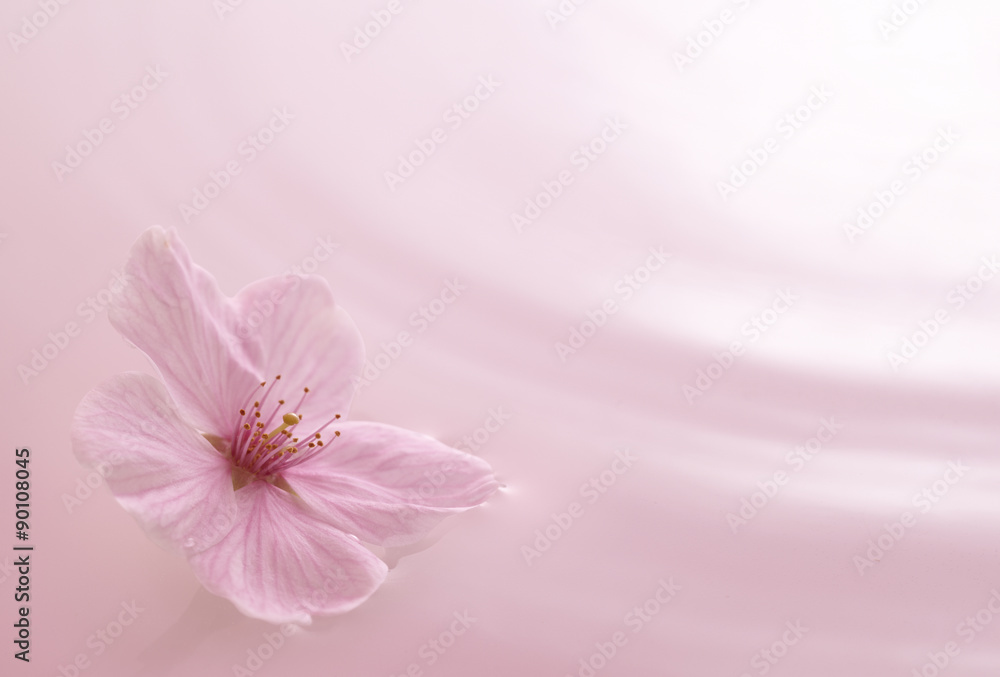 Obraz premium 桜イメージ