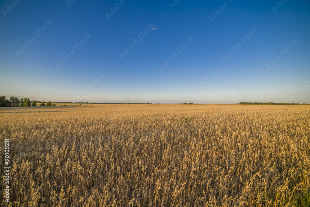 Field at sunset showing the golden grains