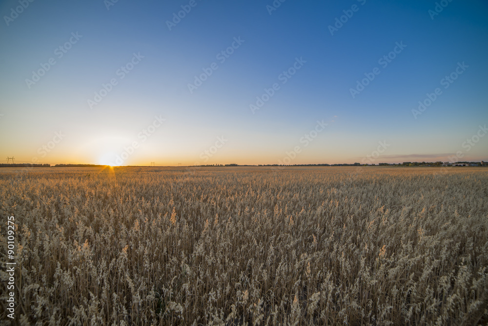 Field at sunset showing the golden grains