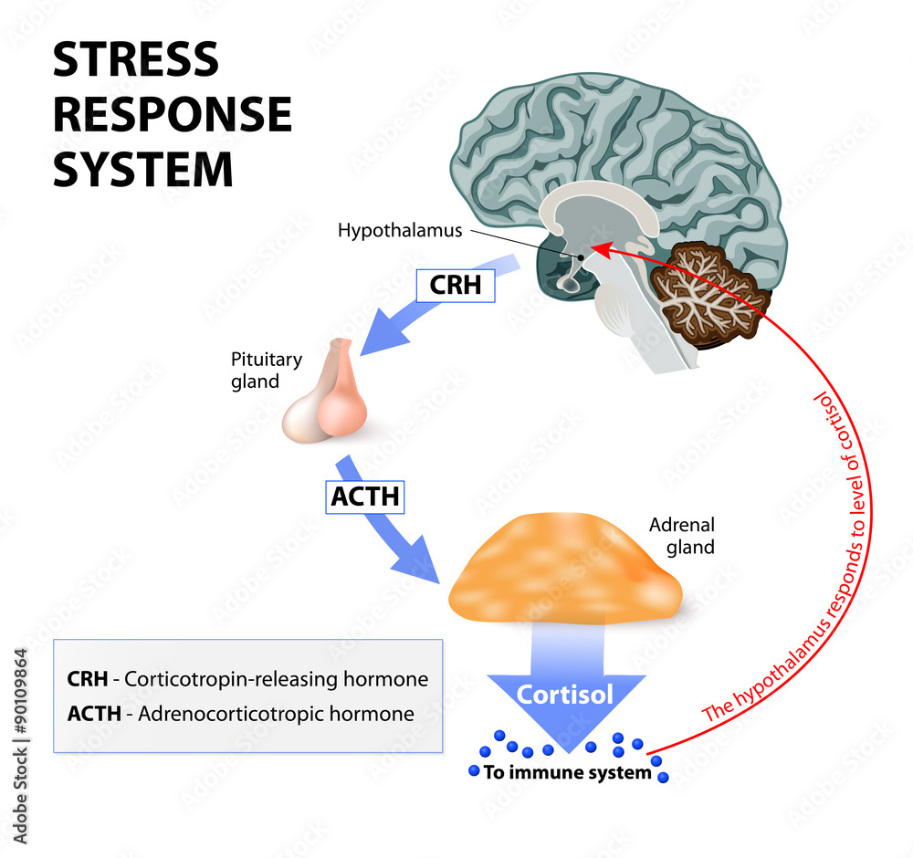 vetor-de-stress-response-system-do-stock-adobe-stock