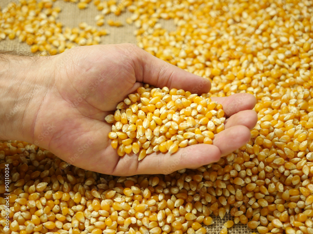 Corn grains in the palm Corn grains in the palm