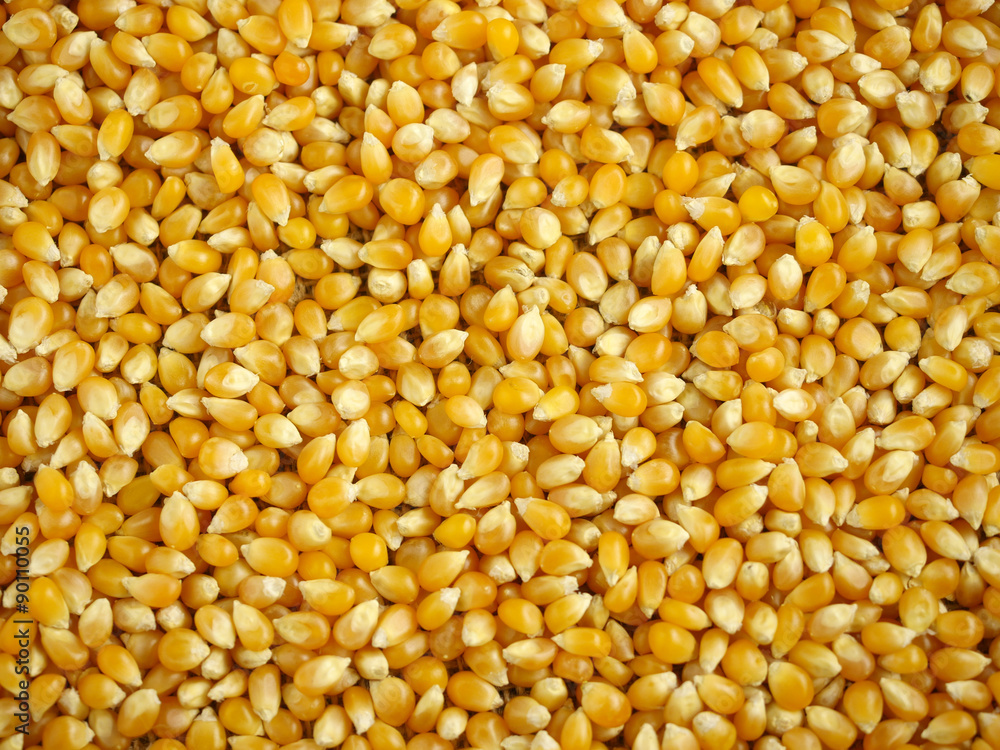 Maize grains background Maize grains background