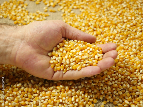 Corn grains in the palm