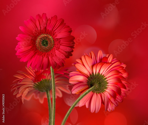 gerbera flowers