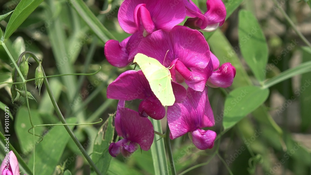 Butterfly brimstone on vetches Butterfly brimstone on vetches