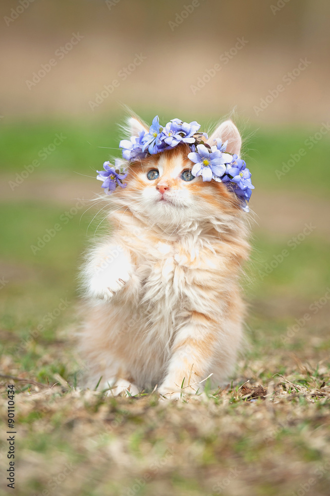 Fototapeta premium Little red kitten with wreath of flowers on its head