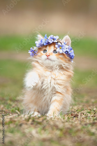 Little red kitten with wreath of flowers on its head