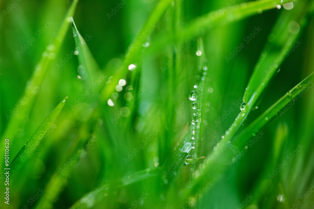 Naklejka premium nature background