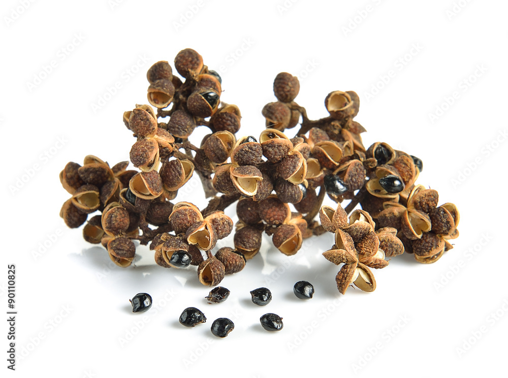 Obraz premium Zanthozylum limonella Alston on white background