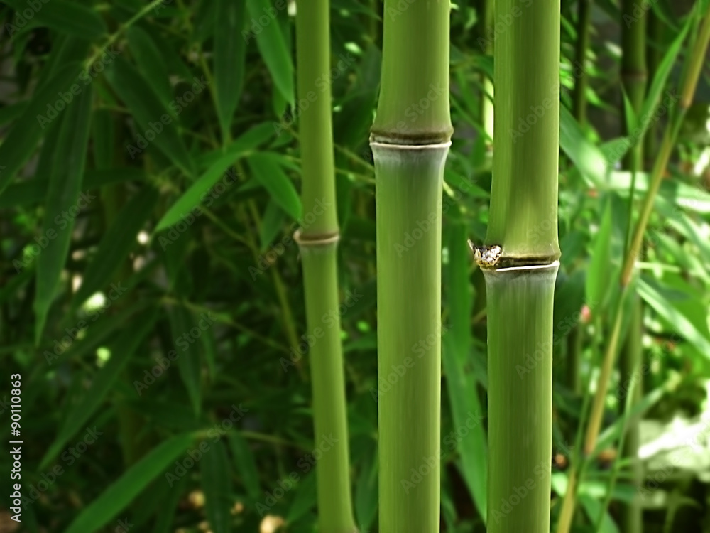 Obraz premium bamboo