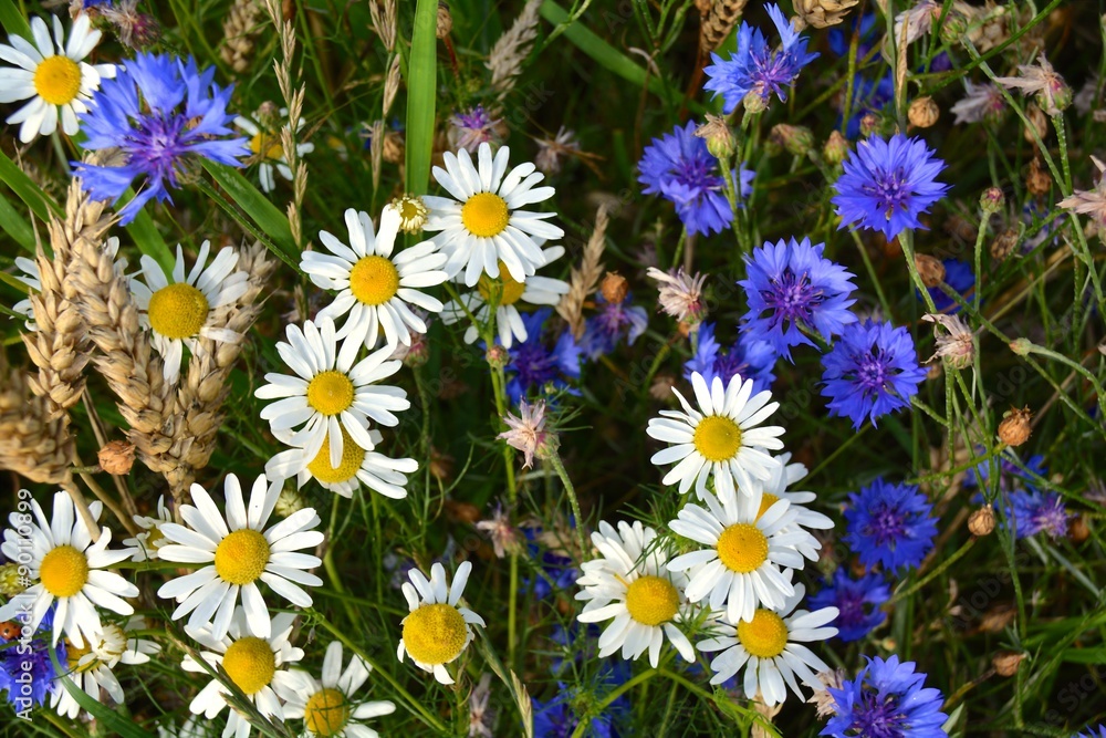 Fototapeta premium Wildblumen im Getreidefeld - Kamille und Kornblumen