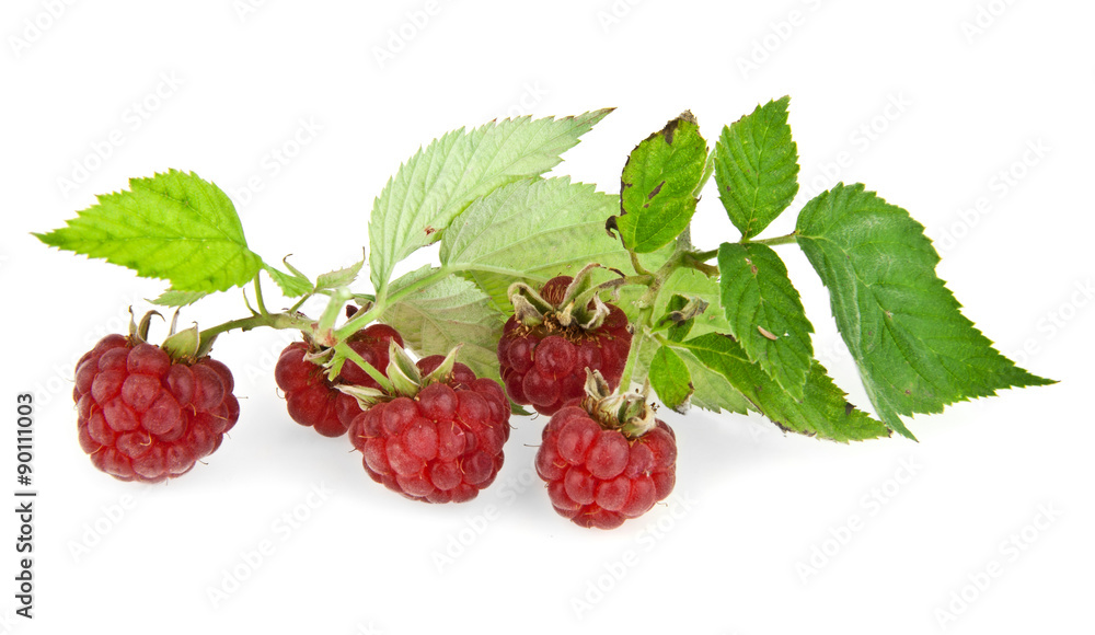 raspberry raspberry