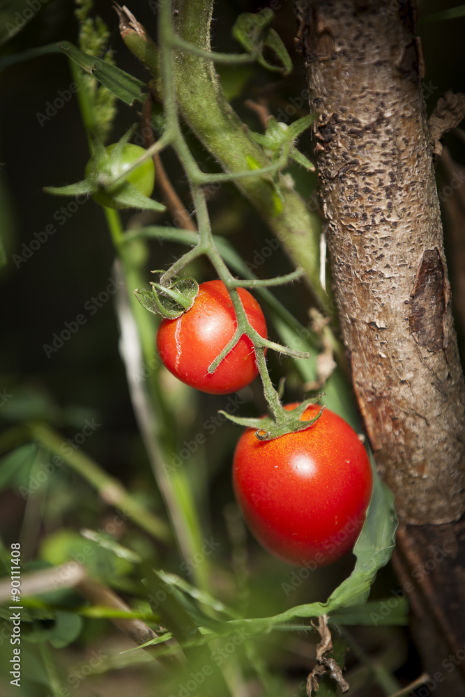 pomodori