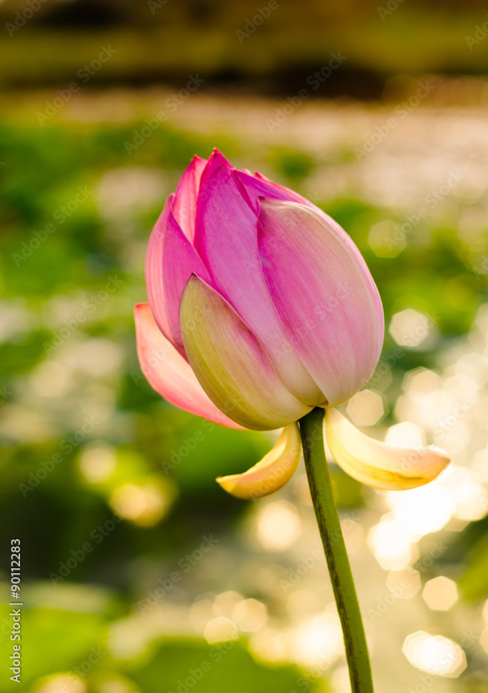 Pink lotus flower bum on green background Pink lotus flower bum on green background
