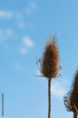 Dry flower spikes