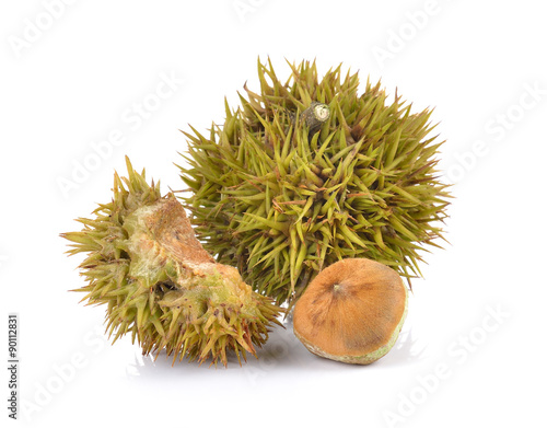  Lithocarpus fruit on white background photo