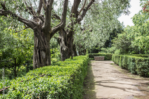 Photography Ancient olive trees / Ancient olive trees on the Palatine Hill in Rome