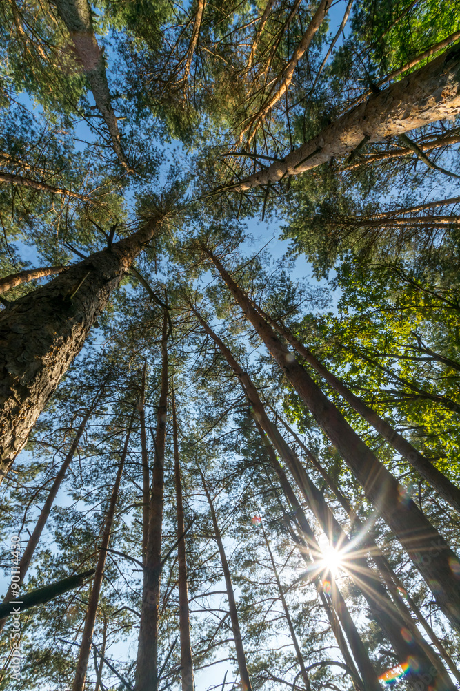 Fototapeta premium Sun shining through the trees, up view,