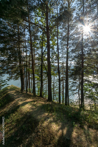 Sun shining through the trees on a pathway © constantincornel