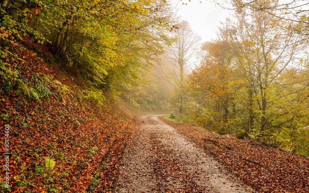 Fototapeta premium Autumn in the forest