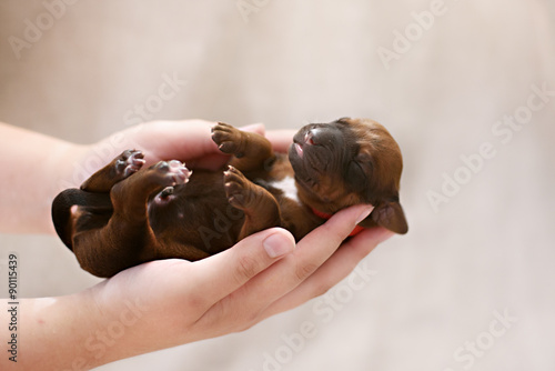 Newborn puppy