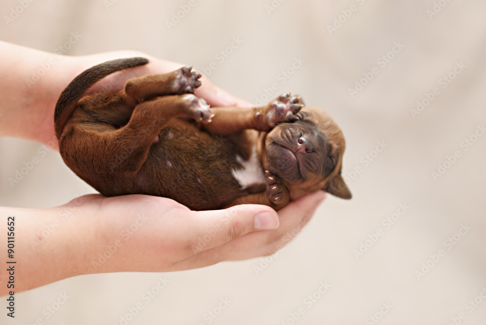 Newborn puppy