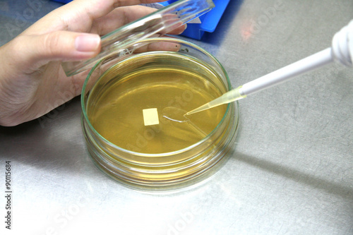 Pipette with drop of sample liquid and petri dishes.