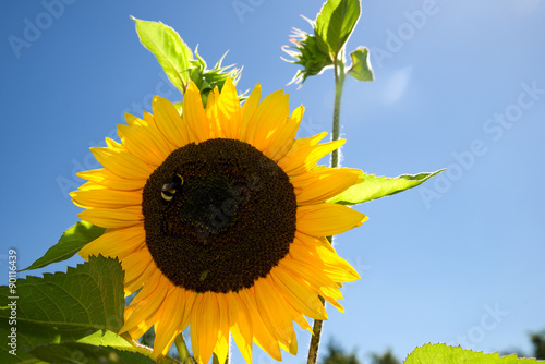 Fototapeta Naklejka Na Ścianę i Meble -  Sonnenblume