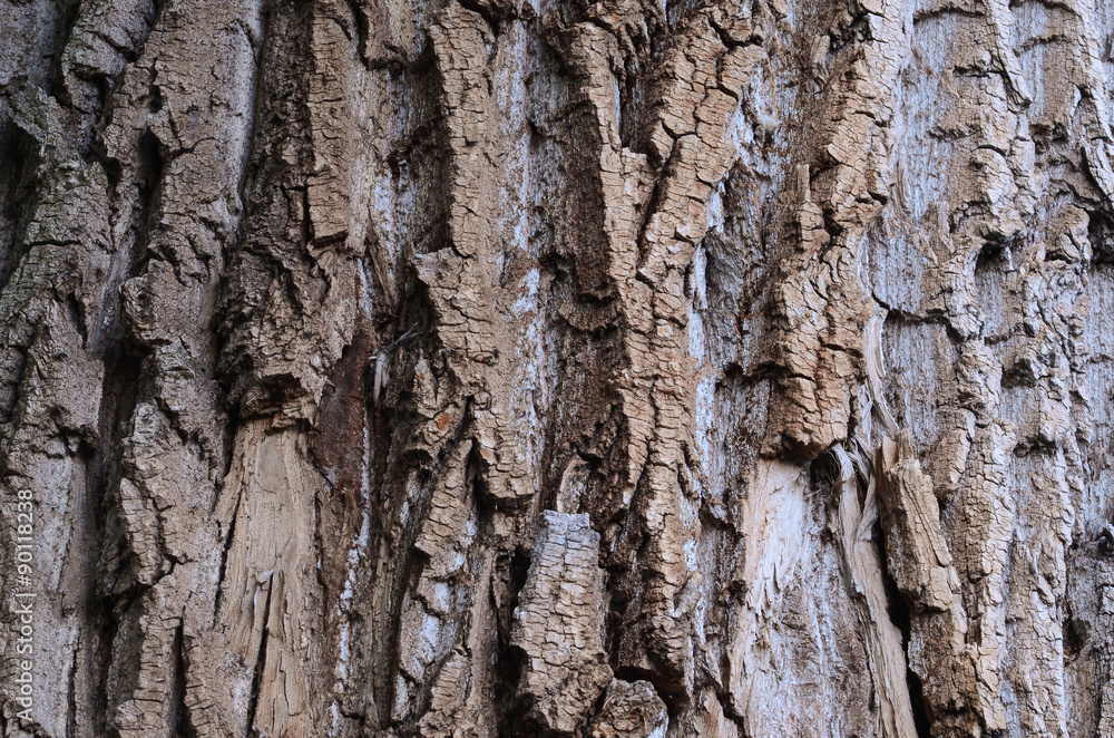 Tree bark texture Tree bark texture