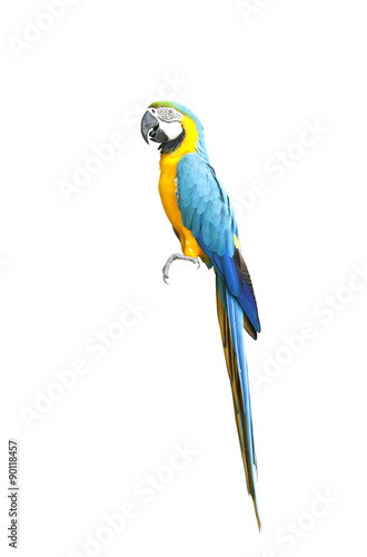 Beautiful Pet Parrot
