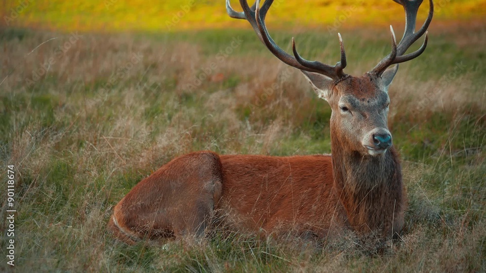 An autumnal scene with a single ruminating deer resting against a green and yellow background in Richmond Park, London, UK
An autumnal scene with a single ruminating deer resting against a green and yellow background in Richmond Park, London, UK