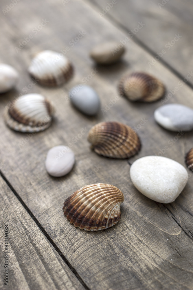 Sea shells and  pebbles on an old wooden plank
