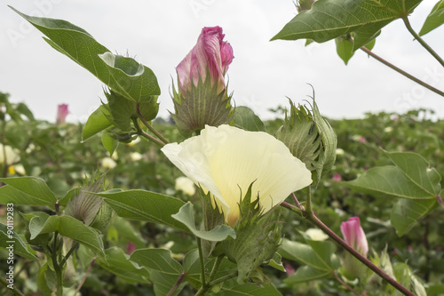 Cotton flower, cotton plant, cotton bud