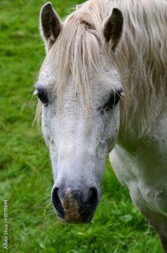 Portrait of White Horse Facing Forward in Field © HotHibiscus