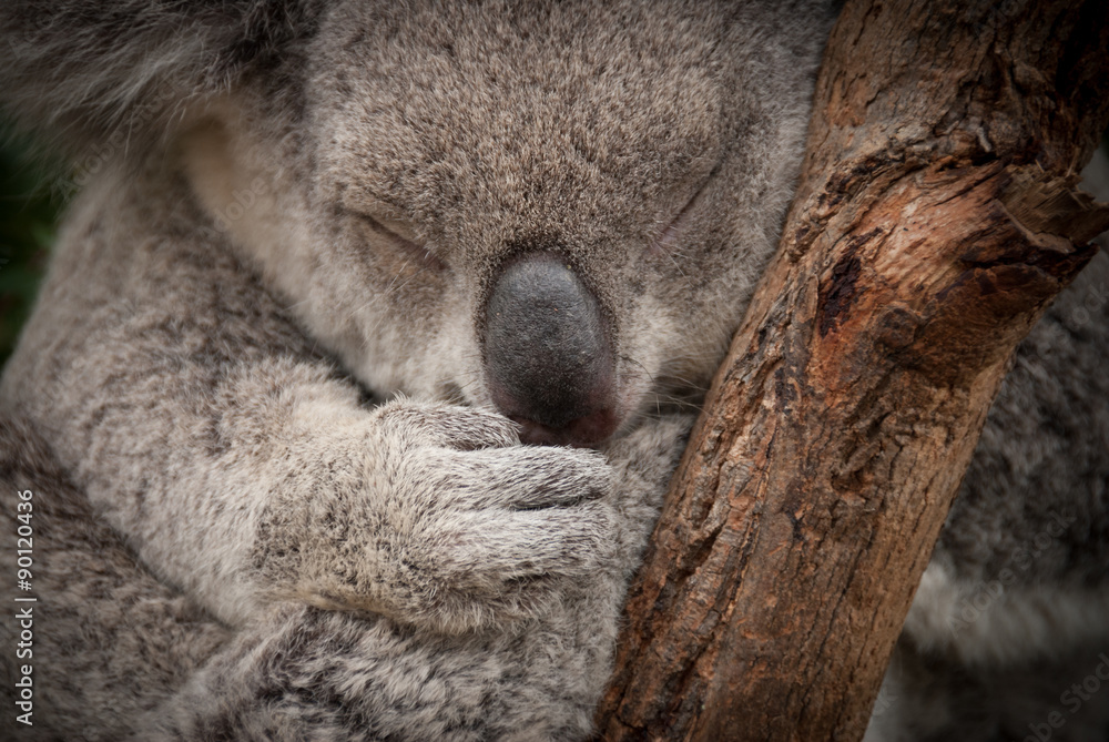 Naklejka premium Cute sleeping wild koala closeup portrait