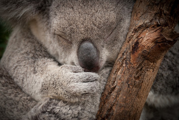 Ingelijste posters Koala Schattige slapende wilde koala  © kaelaimages