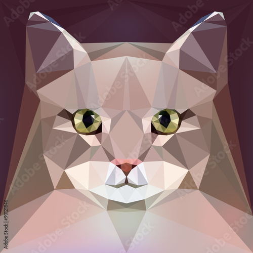 Face of a Siberian cat