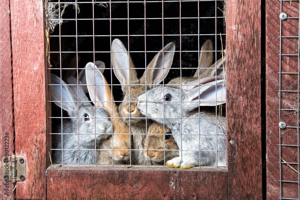 Fototapeta premium Rabbits in a hutch