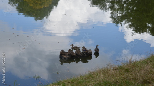 Water-logged Ducks 
