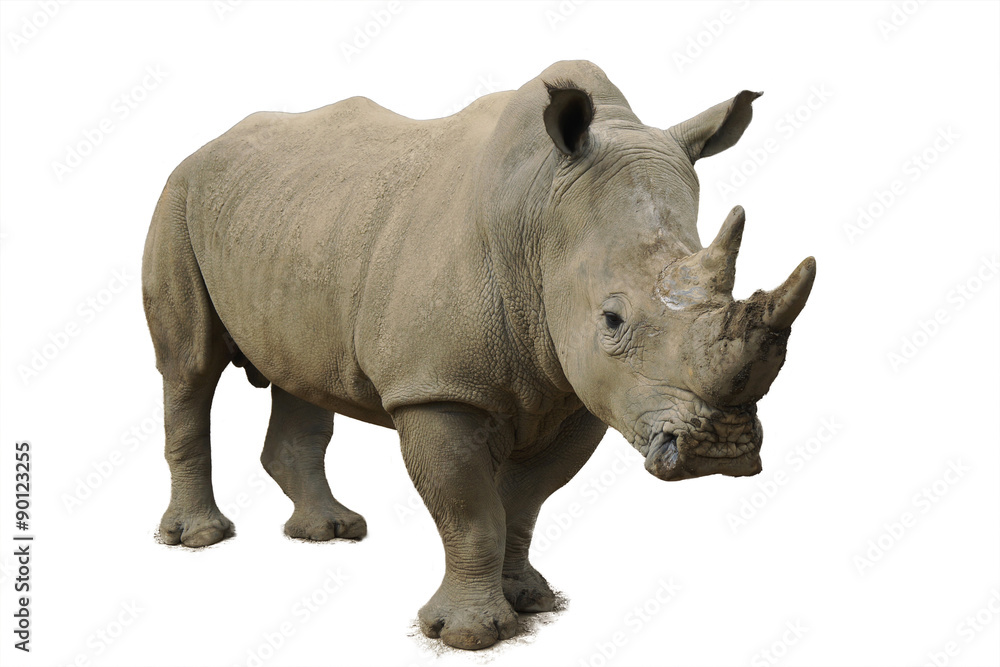 Fototapeta premium White Rhinoceros