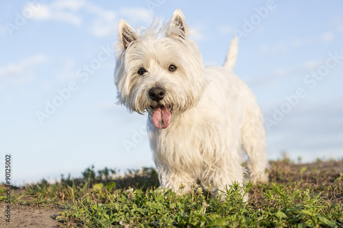 west highland white terrier a very good looking dog © Louis-Photo
