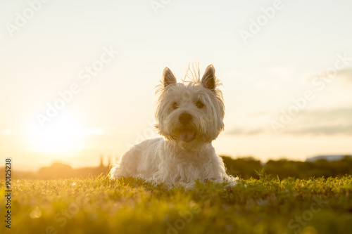 west highland white terrier a very good looking dog