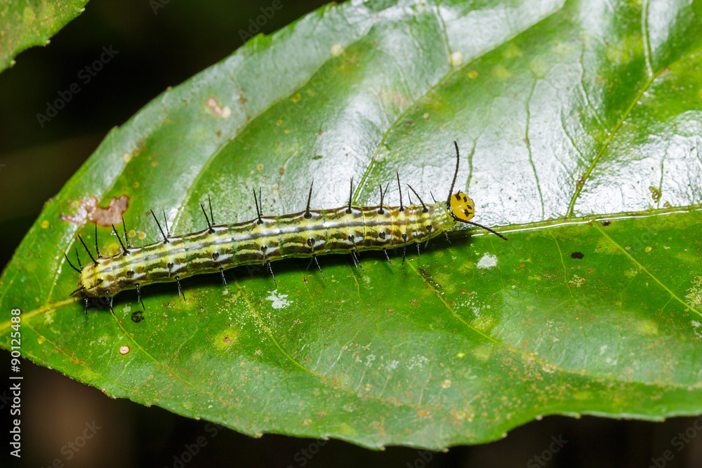 Caterpillar of great Assyrian (Terinos atlita) butterfly Caterpillar of great Assyrian (Terinos atlita) butterfly